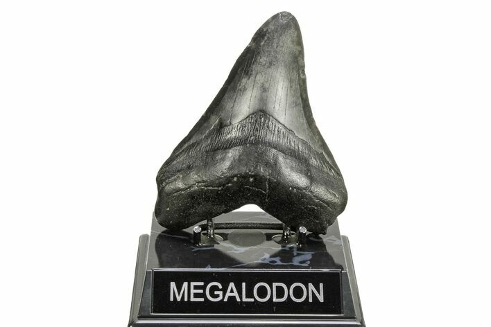 Fossil Megalodon Tooth - South Carolina #261143